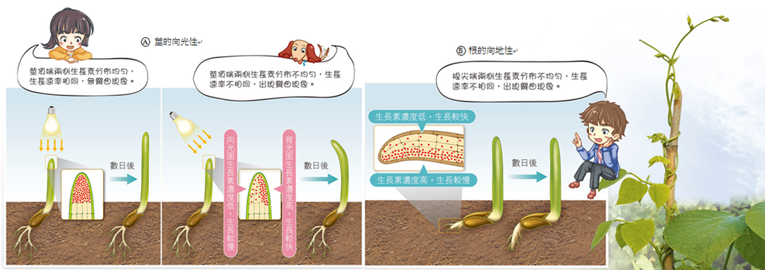 澳门威尼克斯